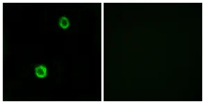 Immunocytochemistry/ Immunofluorescence - Anti-Cystatin SN/CST1 antibody (AB124281)
