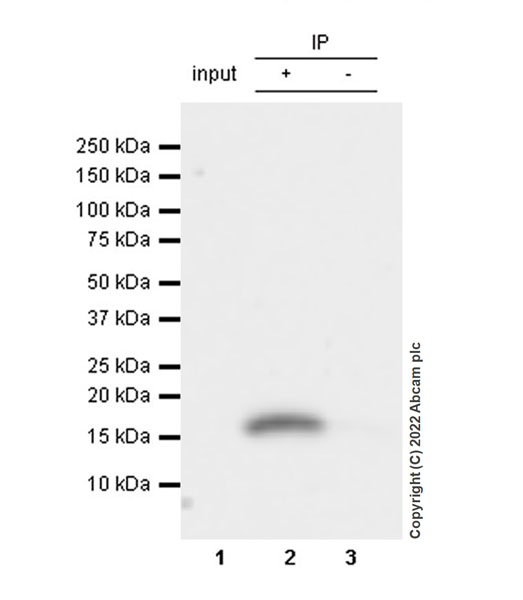 Immunoprecipitation - Anti-Cystatin SN/CST1 antibody [EPR25933-111] (AB307416), expandable thumbnail