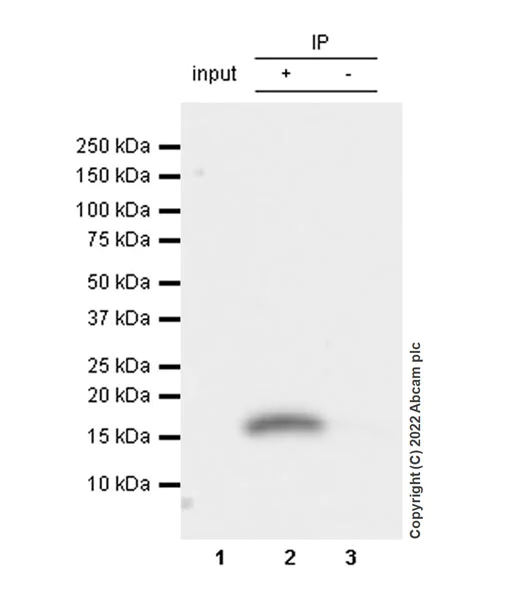 Immunoprecipitation - Anti-Cystatin SN/CST1 antibody [EPR25933-111] - BSA and Azide free (AB307417)