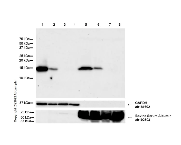 Western blot - Anti-Cystatin SN/CST1 antibody [EPR25933-111] - BSA and Azide free (AB307417)