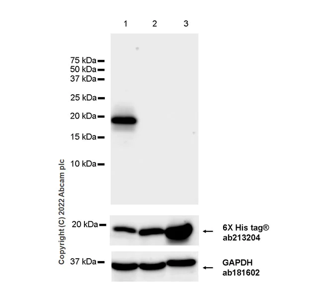 Western blot - Anti-Cystatin SN/CST1 antibody [EPR25933-111] - BSA and Azide free (AB307417)