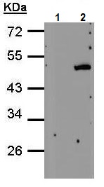 Western blot - Anti-CYTH4 antibody - N-terminal (AB227003)