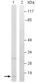 Western blot - Anti-CYTL1 antibody (AB129767)
