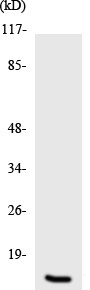 Western blot - Anti-CYTL1 antibody (AB136012)
