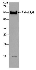 Immunoprecipitation - Anti-Cytochrome b-c1 complex subunit 9/UQCR10 antibody [EPR8178] (AB181154), expandable thumbnail