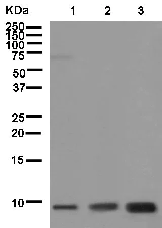 Western blot - Anti-Cytochrome b-c1 complex subunit 9/UQCR10 antibody [EPR8178] - BSA and Azide free (AB250382)