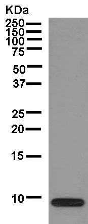 Western blot - Anti-Cytochrome b-c1 complex subunit 9/UQCR10 antibody [EPR8178] - BSA and Azide free (AB250382)