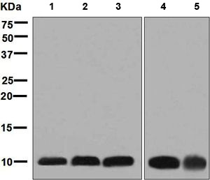 Western blot - Anti-Cytochrome b-c1 complex subunit 9/UQCR10 antibody [EPR8179] (AB134909)