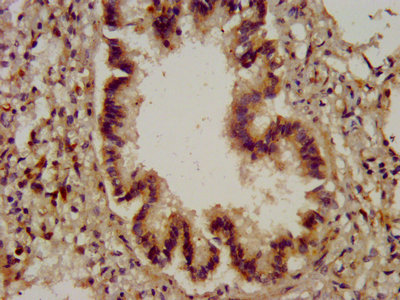 Immunohistochemistry (Formalin/PFA-fixed paraffin-embedded sections) - Anti-Cytochrome b245 Light Chain/p22-phox antibody (AB236295), expandable thumbnail