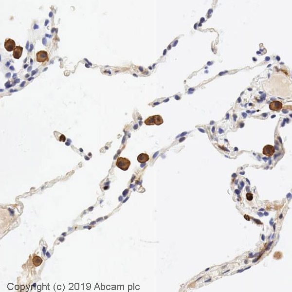 Immunohistochemistry (Formalin/PFA-fixed paraffin-embedded sections) - Anti-Cytochrome b245 Light Chain/p22-phox antibody (AB75941)