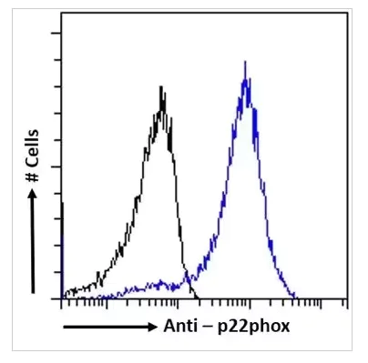Flow Cytometry - Anti-Cytochrome b245 Light Chain/p22-phox Antibody [CS9] (AB316356)
