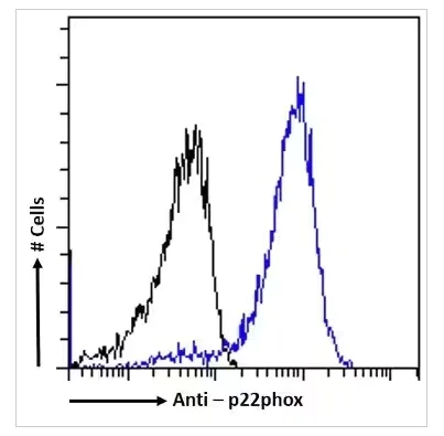 Flow Cytometry - Anti-Cytochrome b245 Light Chain/p22-phox Antibody [CS9] (AB316356)