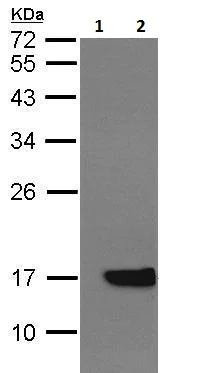 Western blot - Anti-Cytochrome b5 antibody (AB228751)