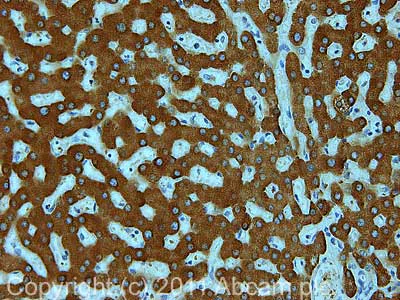 Immunohistochemistry (Formalin/PFA-fixed paraffin-embedded sections) - Anti-Cytochrome b5 antibody (AB69801)