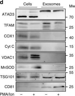 Western blot - Anti-Cytochrome C antibody [37BA11] (AB110325)