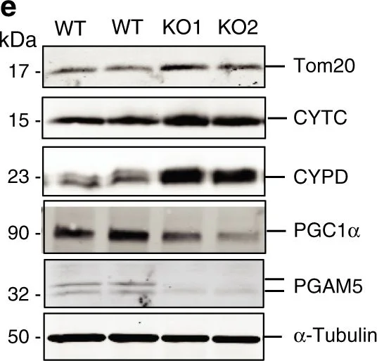 Western blot - Anti-Cytochrome C antibody [37BA11] (AB110325)
