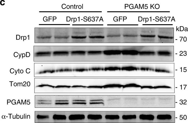 Western blot - Anti-Cytochrome C antibody [37BA11] (AB110325)