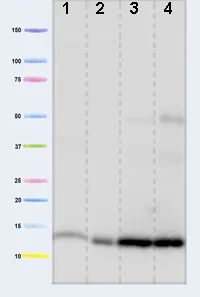 Western blot - Anti-Cytochrome C antibody [37BA11] (AB110325)