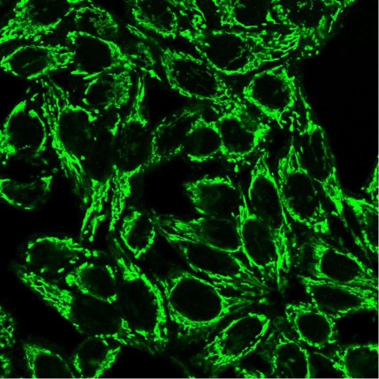 Immunocytochemistry/ Immunofluorescence - Anti-Cytochrome C antibody [6H2.B4] - BSA and Azide free (AB270561)