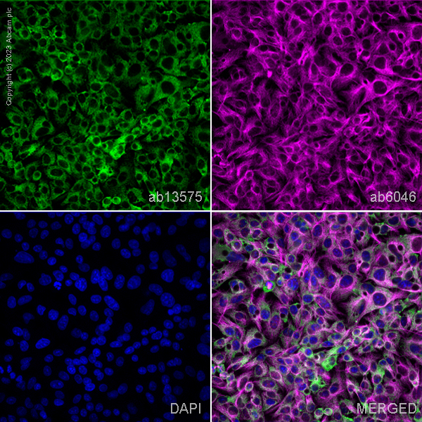 Immunocytochemistry/ Immunofluorescence - Anti-Cytochrome C antibody [7H8.2C12] (AB13575), expandable thumbnail