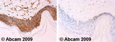 Immunohistochemistry (Formalin/PFA-fixed paraffin-embedded sections) - Anti-Cytochrome C antibody [7H8.2C12] (AB13575), expandable thumbnail