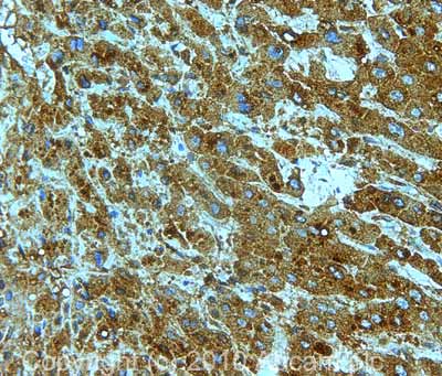Immunohistochemistry (Formalin/PFA-fixed paraffin-embedded sections) - Anti-Cytochrome C antibody [7H8.2C12] (AB13575), expandable thumbnail