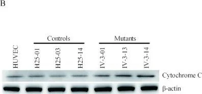 Western blot - Anti-Cytochrome C antibody [7H8.2C12] (AB13575)