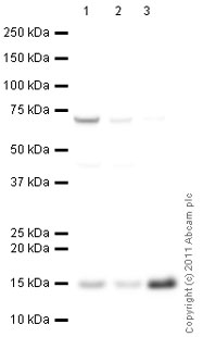 Western blot - Anti-Cytochrome C antibody [7H8.2C12] (AB13575), expandable thumbnail