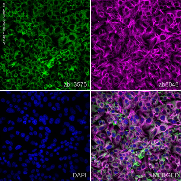 Immunocytochemistry/ Immunofluorescence - Anti-Cytochrome C antibody [7H8.2C12] - BSA and Azide free (AB237966)