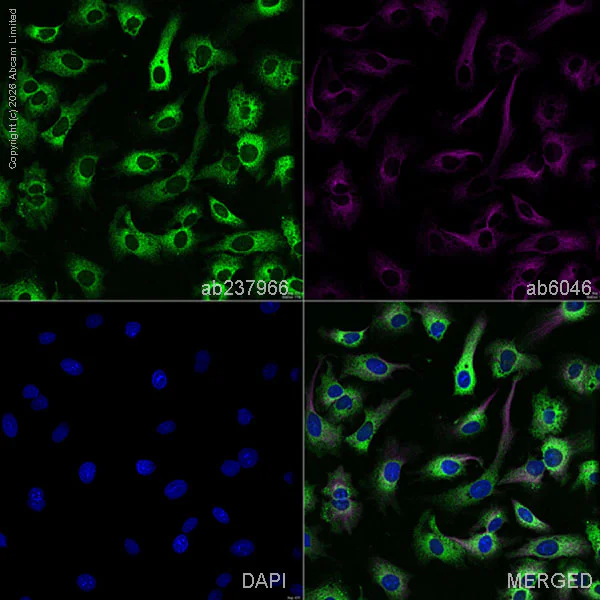 Immunocytochemistry/ Immunofluorescence - Anti-Cytochrome C antibody [7H8.2C12] - BSA and Azide free (AB237966)