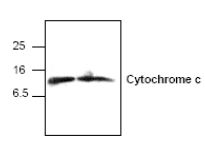 Western blot - Anti-Cytochrome C antibody (AB18738)