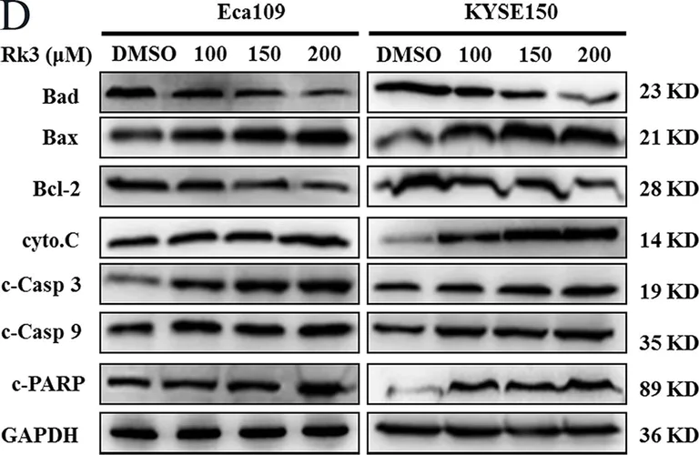 Western blot - Anti-Cytochrome C antibody (AB18738)