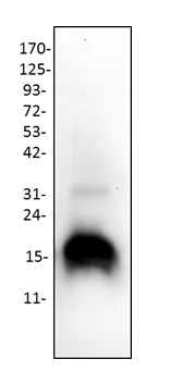 Western blot - Anti-Cytochrome C antibody (AB18738)