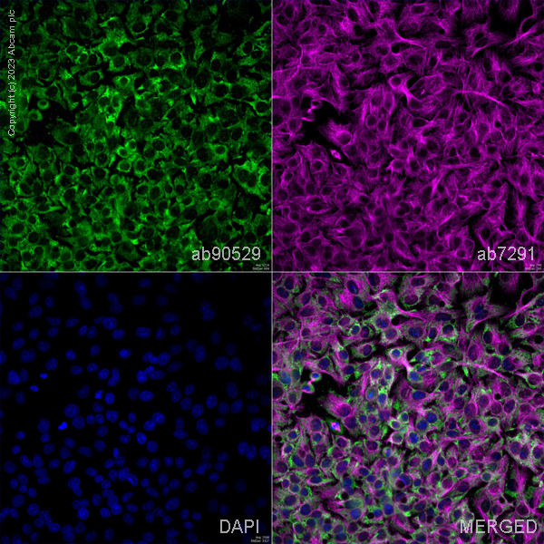 Immunocytochemistry/ Immunofluorescence - Anti-Cytochrome C antibody (ab90529), expandable thumbnail