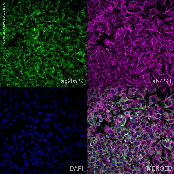 Immunocytochemistry/ Immunofluorescence - Anti-Cytochrome C antibody (AB90529)