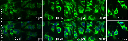 Immunocytochemistry/ Immunofluorescence - Anti-Cytochrome C antibody (AB90529), expandable thumbnail