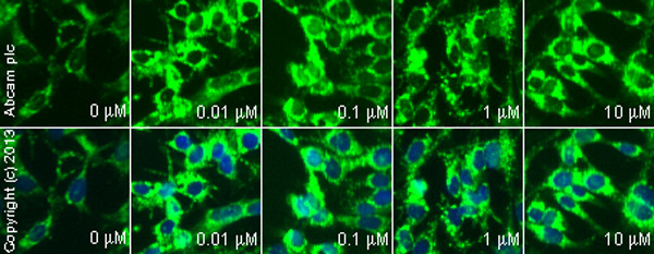 Immunocytochemistry/ Immunofluorescence - Anti-Cytochrome C antibody (AB90529), expandable thumbnail
