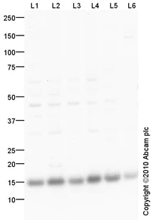 Western blot - Anti-Cytochrome C antibody (AB90529)