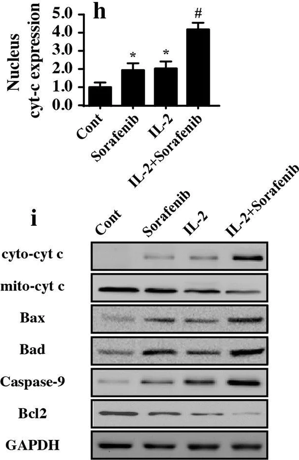 Western blot - Anti-Cytochrome C antibody (AB90529)