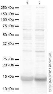 Western blot - Anti-Cytochrome C antibody (AB90529), expandable thumbnail