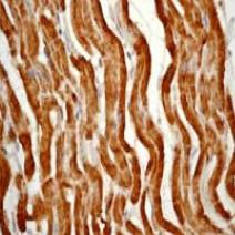 Immunohistochemistry (Formalin/PFA-fixed paraffin-embedded sections) - Anti-Cytochrome C antibody [EP1326-80-5-4] (AB76237)