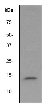 Western blot - Anti-Cytochrome C antibody [EP1326-80-5-4] (AB76237)