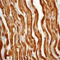 Immunohistochemistry (Formalin/PFA-fixed paraffin-embedded sections) - Anti-Cytochrome C antibody [EP1326-80-5-4] - BSA and Azide free (AB247454)