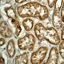 Immunohistochemistry (Formalin/PFA-fixed paraffin-embedded sections) - Anti-Cytochrome C antibody [EP1326-80-5-4] - BSA and Azide free (AB247454)