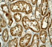 Immunohistochemistry (Formalin/PFA-fixed paraffin-embedded sections) - Anti-Cytochrome C antibody [EP1326-80-5] (AB76107), expandable thumbnail