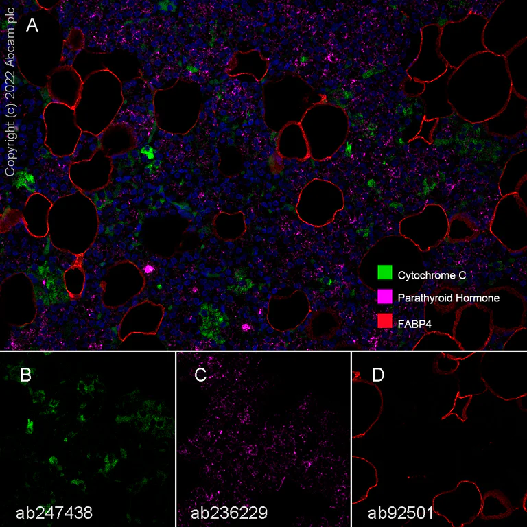 Multiplex immunohistochemistry - Anti-Cytochrome C antibody [EP1326-80-5] (AB76107)