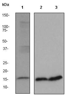 Western blot - Anti-Cytochrome C antibody [EP1326-80-5] (AB76107), expandable thumbnail