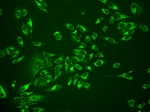Immunocytochemistry/ Immunofluorescence - Anti-Cytochrome C antibody [EPR1327] (AB133504), expandable thumbnail