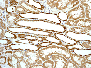 Immunohistochemistry (Formalin/PFA-fixed paraffin-embedded sections) - Anti-Cytochrome C antibody [EPR1327] (ab133504), expandable thumbnail