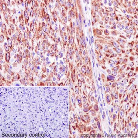 Immunohistochemistry (Formalin/PFA-fixed paraffin-embedded sections) - Anti-Cytochrome C antibody [EPR1327] (AB133504)